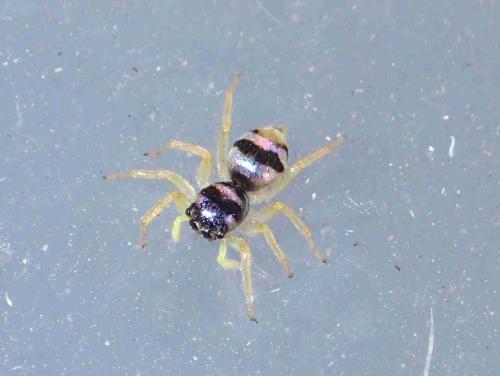 Phintella vittata